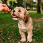 Galletas para Perro Todas las Etapas y Razas con Pollo y Vegetales 250 Grs