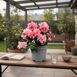 Azalea Holandesa Rosa con Maceta 17 cm