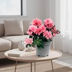 Azalea Holandesa Rosa con Maceta 17 cm