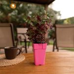 Planta de Sol en Maceta 10.5 Cm