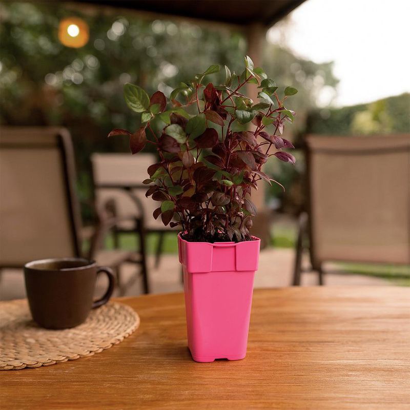 Planta de Sol en Maceta 10.5 Cm