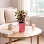 Planta de Sol en Maceta 10.5 Cm