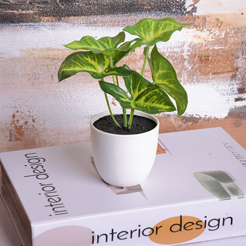 Mini Planta Taro Singonio Verde con Maceta Blanca