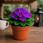 Violeta en Maceta 4 Plg