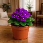 Violeta en Maceta 4 Plg