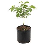 Planta Natural de Ciruela Injertado en Bolsa de Cultivo