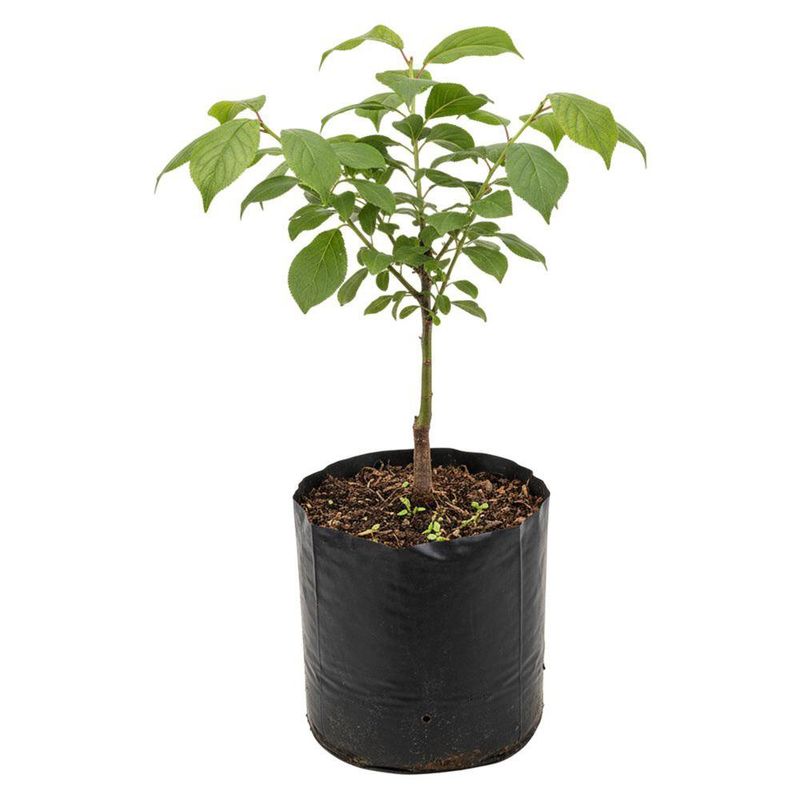 Planta Natural de Ciruela Injertado en Bolsa de Cultivo