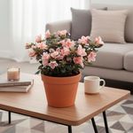 Azalea Premium en Maceta 17 Cm