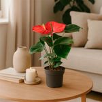 Anturio Grande con Maceta 17 cm - Colores Surtidos