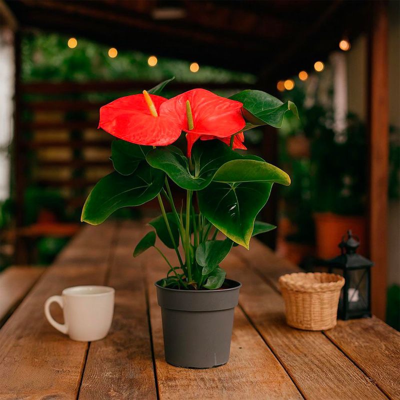 Anturio Grande con Maceta 17 cm - Colores Surtidos