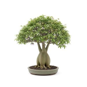 Árbol Bonsái de Ceiba en Maceta Decorativa