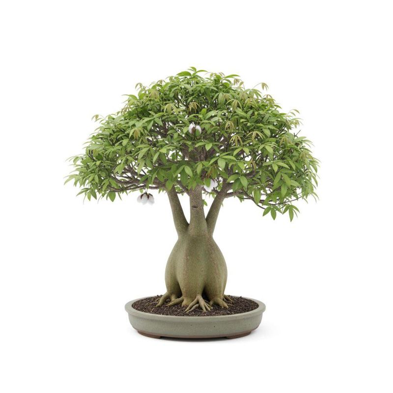 Árbol Bonsái de Ceiba en Maceta Decorativa