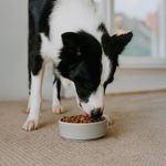 Alimento para Perro Senior 5+ Razas Medianas y Grandes con Salmón Arándano y Chícharo 7 Kg