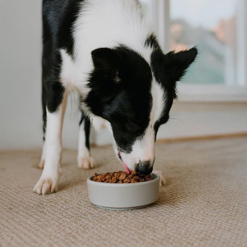 Alimento para Perro Senior 5+ Razas Medianas y Grandes con Salmón Arándano y Chícharo 7 Kg