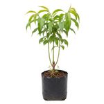 Planta Natural de Melocotón Injertado en Bolsa de Cultivo