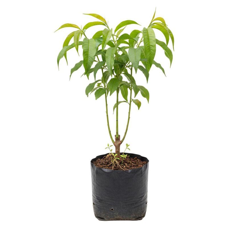 Planta Natural de Melocotón Injertado en Bolsa de Cultivo