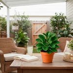 Peperomia en Maceta Verde Decorativa 4.5 Plg