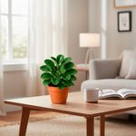 Peperomia en Maceta Verde Decorativa 4.5 Plg