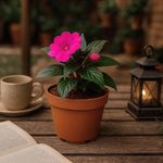 Chatia Nueva Guinea en Maceta con Flor Rosa 10.5 Cm
