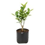 Planta Natural de Naranja Washington Injertado en Bolsa de Cultivo