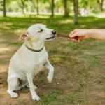Hueso para Perro con Sabor a Tocino Bambone 7.25 Plg