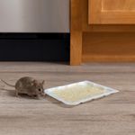 Set de 4 Trampas de Goma para Roedores