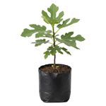 Planta Natural de Higo en Bolsa de Cultivo