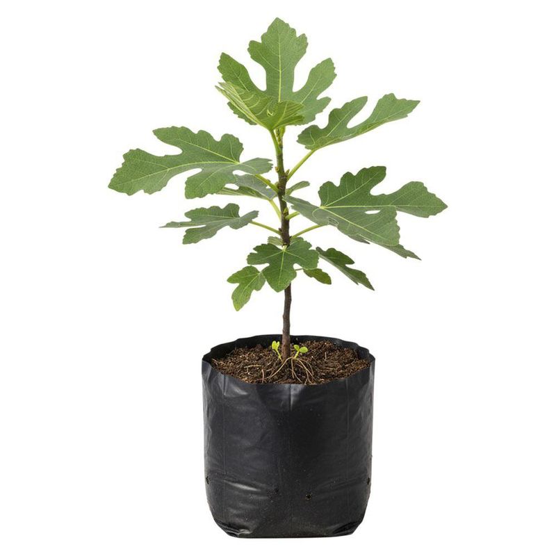 Planta Natural de Higo en Bolsa de Cultivo