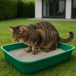 Arena de 10 Lb Original