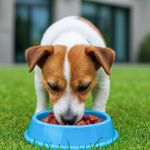 Alimento Húmedo para Perro Adulto Raza Pequeña Filetes de Res en Salsa 100 Grs