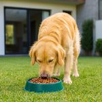 Alimento para Perro Adulto Raza Grande y Mediana con Pollo y Vegetales 20 Kg