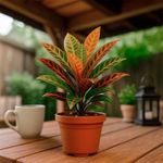 Croton en Maceta de 4 Plg