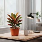 Croton en Maceta de 4 Plg