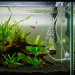 Manguera Multipropósito 1/4 x 3/16 Plg de Vinil Venta por pie