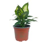 Planta Dieffenbachia en Maceta de 17 cm