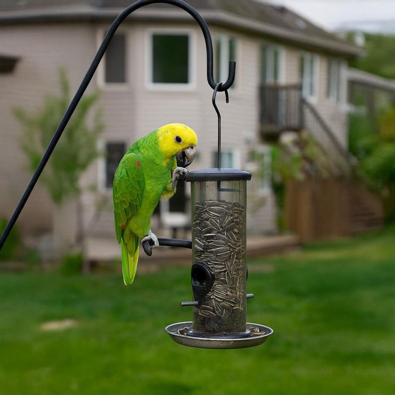 Semillas para Loro 400 Gr