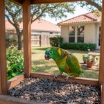 Semillas para Loro 400 Gr