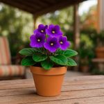 Violeta en Maceta 5 Plg