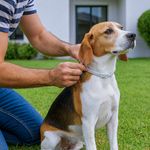 Collar Contra Pulgas y Garrapatas