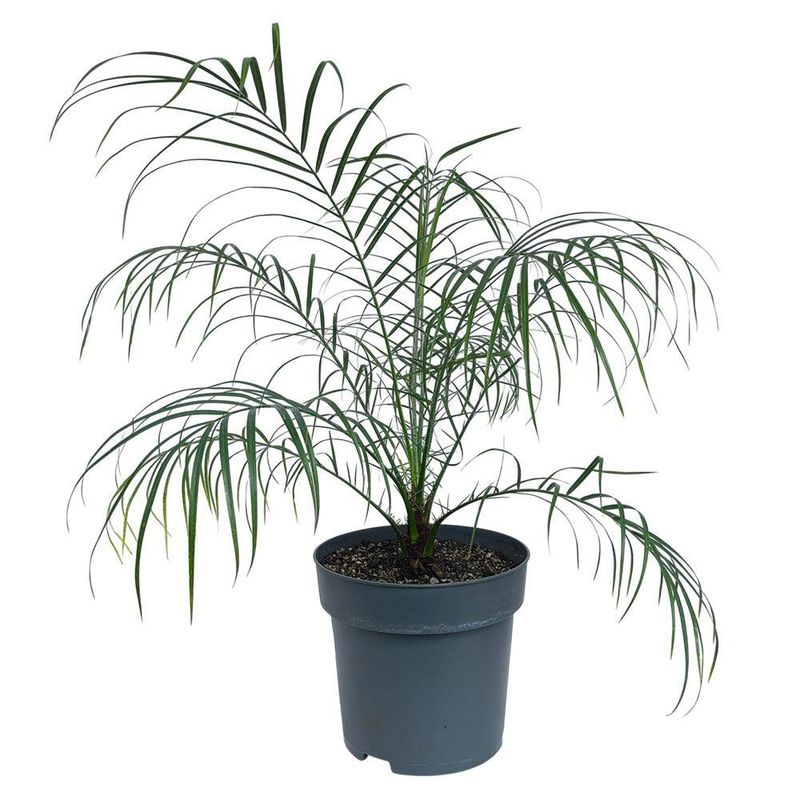 Palma Fénix en Maceta de 23 cm