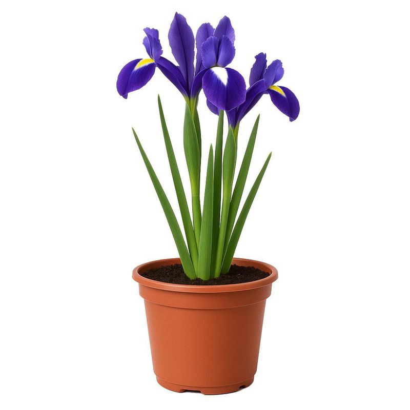Planta Iris en Maceta Plástica 19 Cm