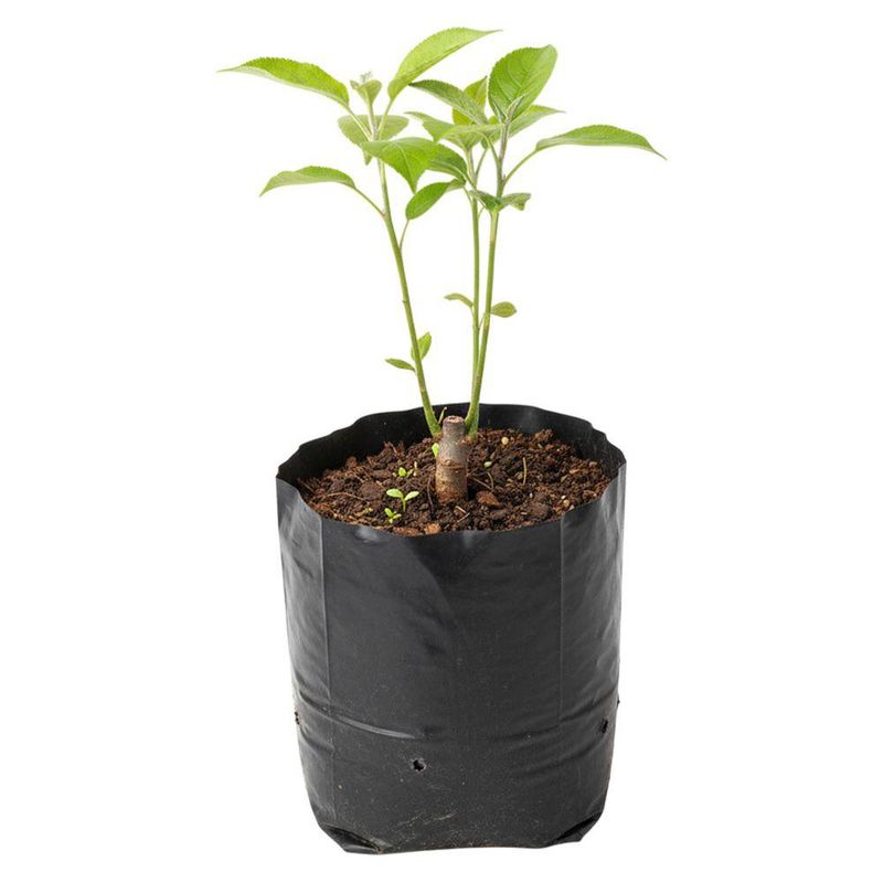 Planta Natural de Manzano Injertado en Bolsa de Cultivo