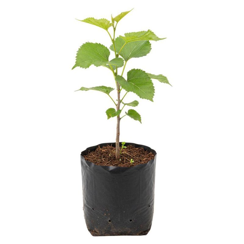 Planta Natural de Mora en Bolsa de Cultivo