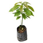 Planta Natural de Aguacate Hass Injertado en Bolsa de Cultivo