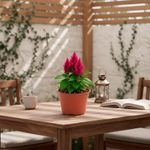 Celosia en Maceta con Flor Roja 5 Plg