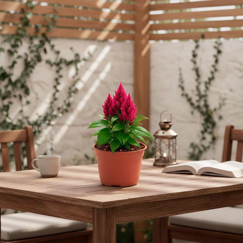 Celosia en Maceta con Flor Roja 5 Plg