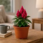 Celosia en Maceta con Flor Roja 5 Plg