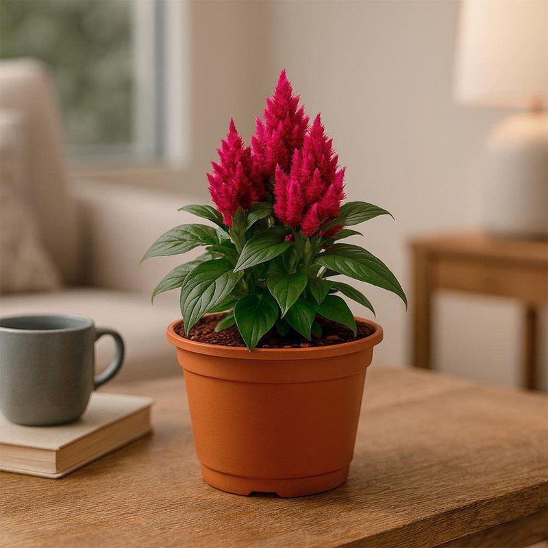 Celosia en Maceta con Flor Roja 5 Plg