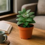 Fittonia en Maceta Verde Decorativa 4.5 Plg