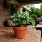 Fittonia en Maceta Verde Decorativa 4.5 Plg